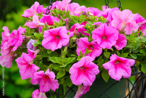 Pink petunia flowers in a hanging pot displayed in soft lighting