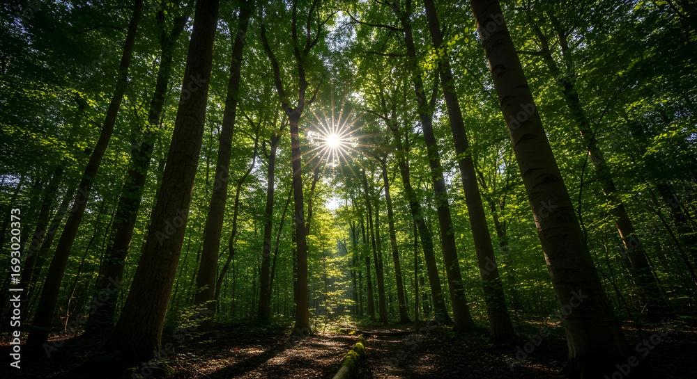 Fototapeta premium Sunburst filters through lush green forest canopy, casting dappled light on a serene woodland path, evoking peace and natural beauty for your projects.