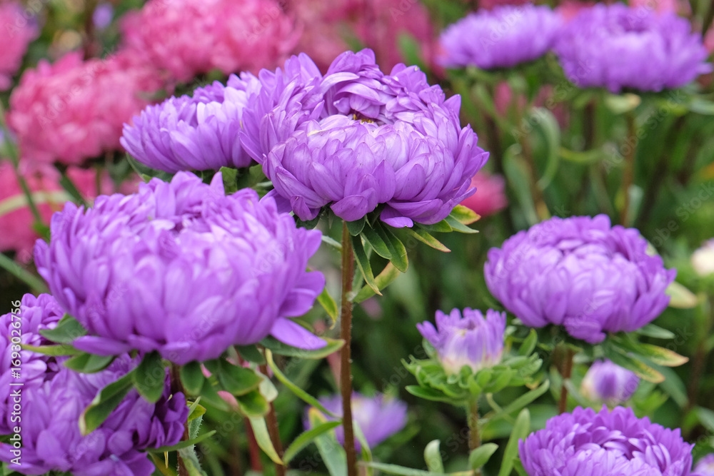 Obraz premium Purple and pink Callistephus, China aster or annual aster, in flower.