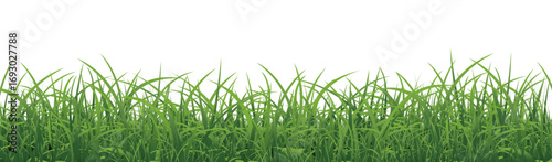 Green Grass Border With White Background