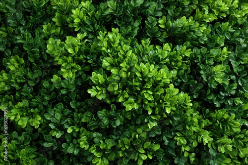 Close-up view of dense green foliage