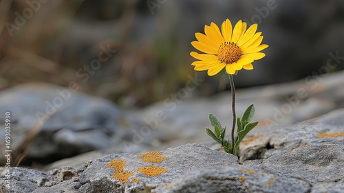 Yellow flower growing from crevice in gray rocks; serene nature background