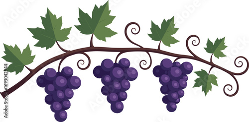 Stylized illustration of three grape clusters on a decorative vine against 