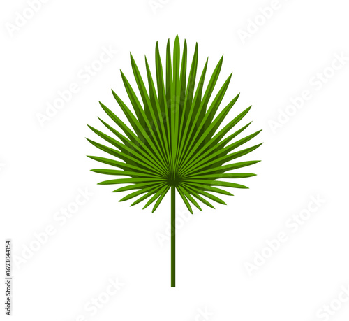 Vibrant fan palm leaf for tropical designs, adding a splash of nature's beauty to your next project, perfect for summer themes and exotic flair