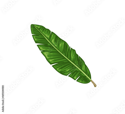 Vibrant banana leaf illustration perfect for tropical designs, lush summer patterns, and exotic botanical accents, add a touch of paradise to your project