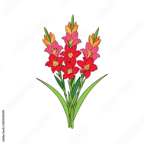 Vibrant gladiolus flower bouquet with long stems on a clean white background