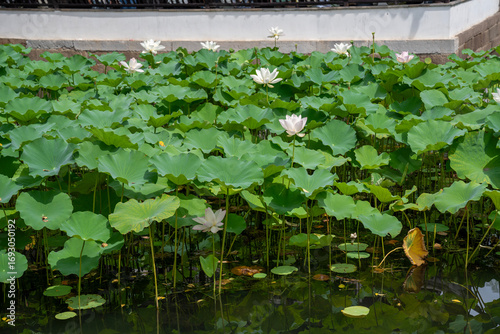 Obraz na plátne Decorative pond with white lotus or nelumbo in Humble Administrator's Garden, cl