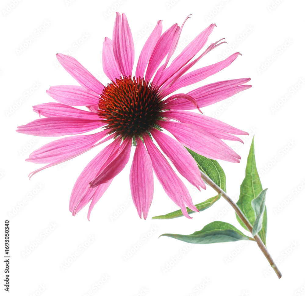 Obraz premium Beautiful pink Echinacea flower isolated on white