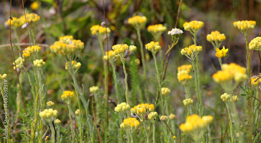 Fototapeta premium In the wild, the blooms Helichrysum arenarium