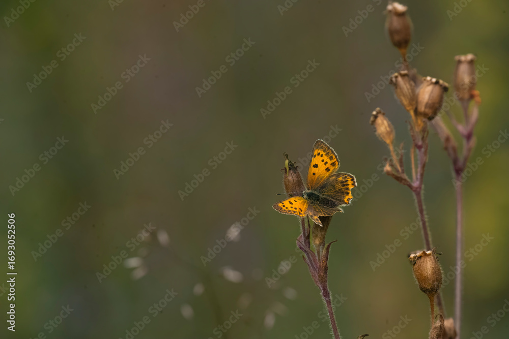 Obraz premium butterfly on a brown flower