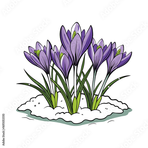 A cluster of purple crocuses blooming in a snowy field against a clean white background