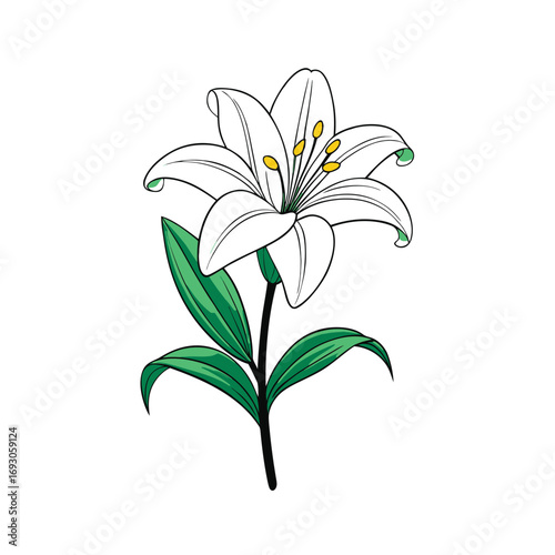 Elegant white lily with green stem and unopened buds on a white background
