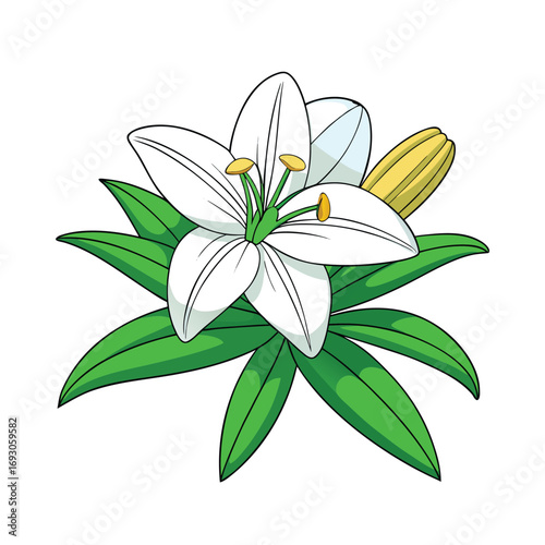 Elegant white lily with green stem and unopened buds blooming beautifully