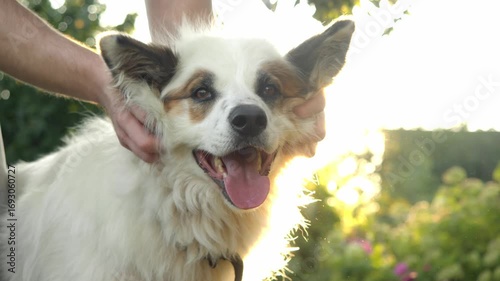 Cheerful fluffy dog enjoys affectionate touch outdoors, with person s hands on its neck and sunlight filtering through garden foliage, capturing relaxed atmosphere and happiness of pet.