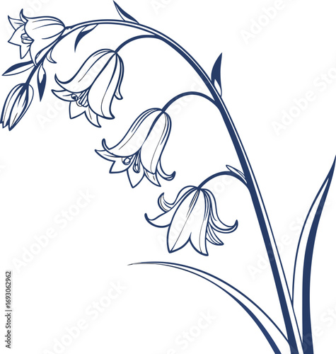 Simple clean bluebell flower line drawing illustration