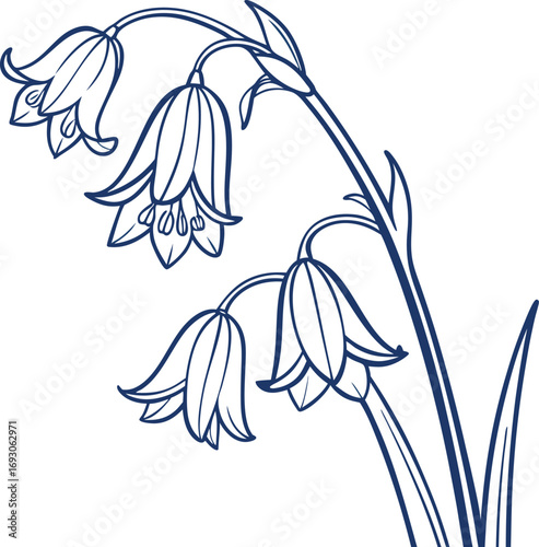 Simple clean line drawing of a bluebell flower illustration