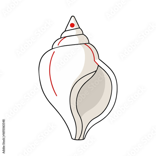 Akamukhi Shankh (rare upward-facing conch shell)