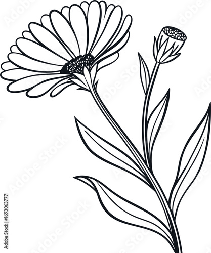 Clean line art illustration of a single calendula flower in black and white