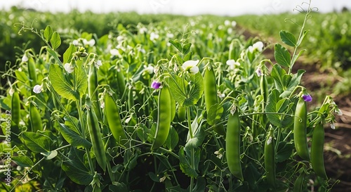 Field of green pea plants with pods and flowers.