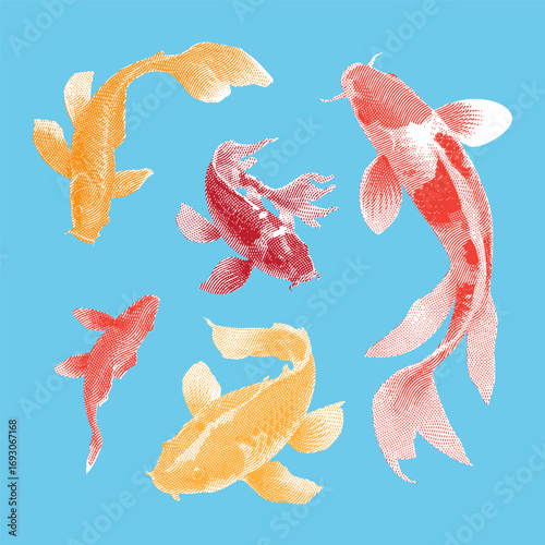 Koi fish, koi fish vector, koi fish illustration, line drawing on light blue background.