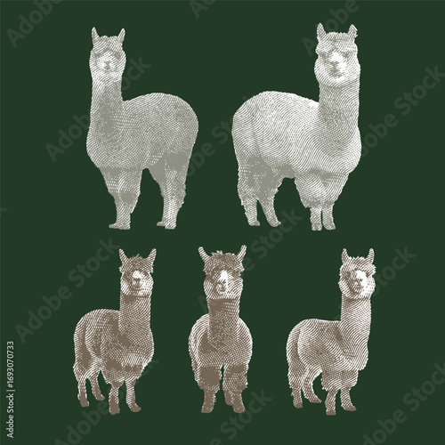 Alpaca, alpaca vector, alpaca illustration, line drawing on dark green background.