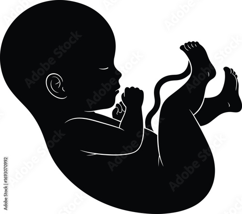 Silhouette of Human Fetus in Womb – Black and White Vector for Pregnancy, Prenatal Growth, Anatomy, Motherhood, and Life Development Themes