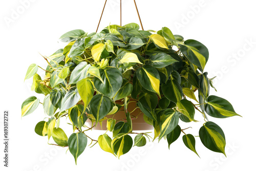 Lush variegated Philodendron Brasil plant in a hanging basket.