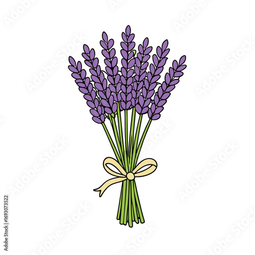 A beautiful bunch of lavender tied with a stem on a clean white background