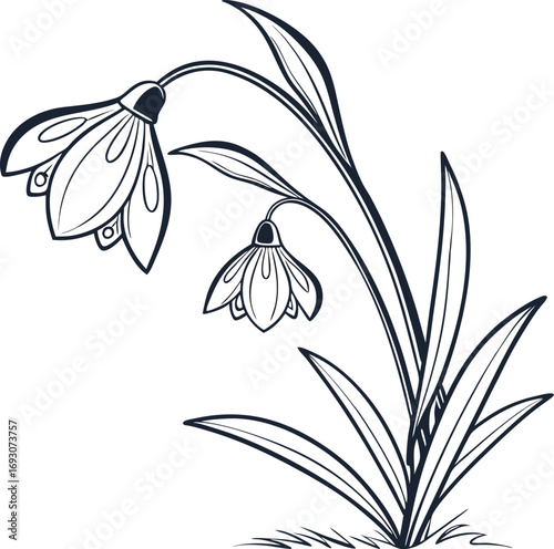 Delicate minimal black snowdrop flower line art illustration
