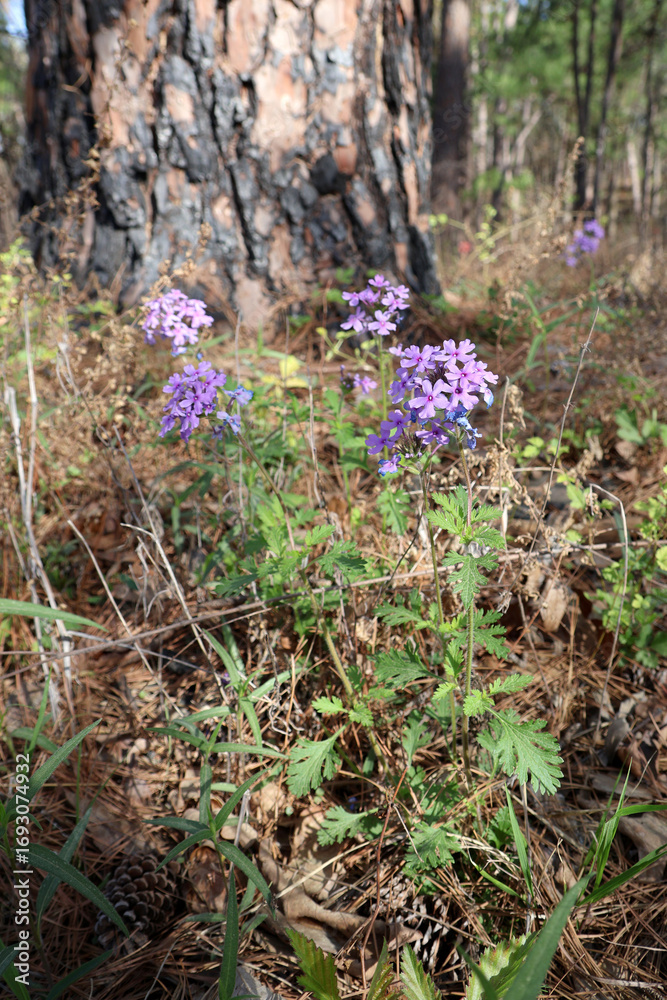 Fototapeta premium Mock Vervain, Rose Verbena, growing wild in an East Texas pine forest