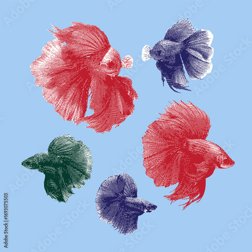 Fighting fish, fighting fish vector, fighting fishe illustration, line drawing on blue background.