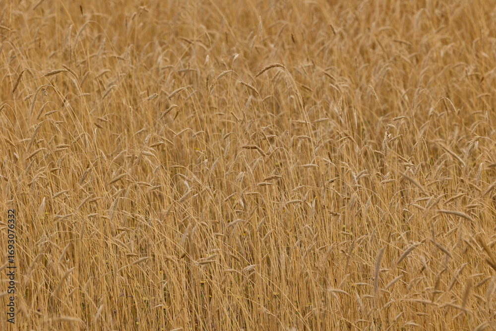 Close up of golden rye field in summer. Close up of golden rye field in summer.