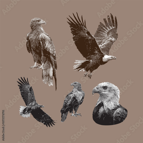 Eagle, eagle vector, eagle illustration, line drawing on brown background.