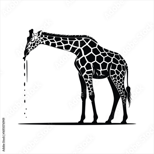 Elegant Giraffe Silhouette with Distinctive Spot Pattern Captured Mid-Drink Against a Clean White Background