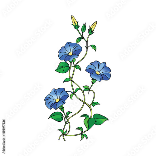 Elegant morning glory climbing vine with vibrant blue blooms botanical illustration