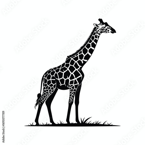Elegant Silhouette of a Giraffe Standing Gracefully on a Grassy Plain Under the African Sun