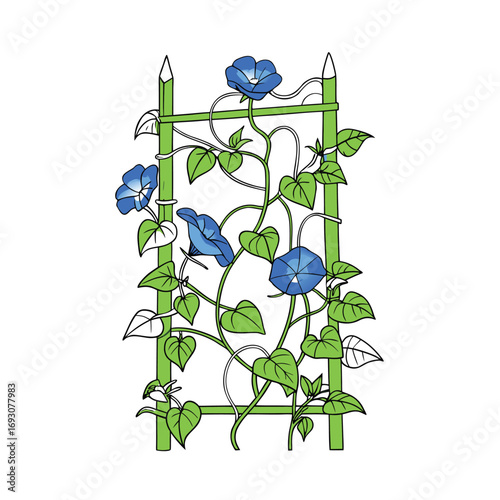 Elegant morning glory vine gracefully entwined around a white trellis illustration