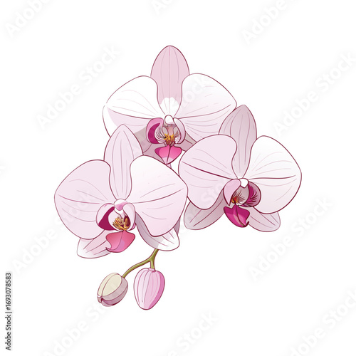 Delicate orchid flowers in soft pink and white hues on a clean background