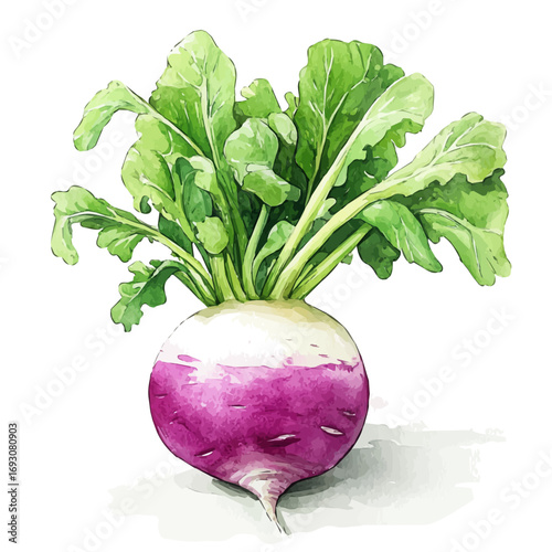 Turnip, watercolor vector, isolated on a white background.