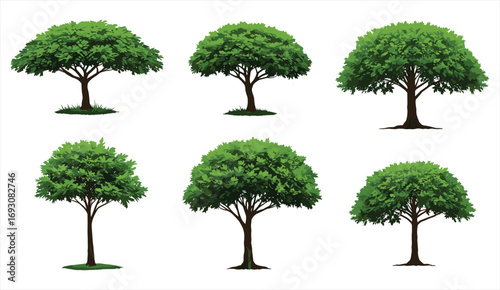 Green tree illustration set, natural forest trees with leafy foliage, summer season plants, botanical collection, isolated nature design