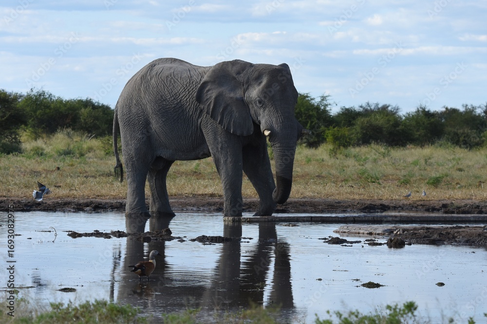 Obraz premium Afrikanischer Elefant (loxodonta africana) am Wasserloch Tsumcor im Etoscha Nationalpark in Namibia. 