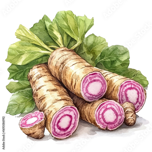 Taro Root, watercolor drawing vector, isolated on a white background.