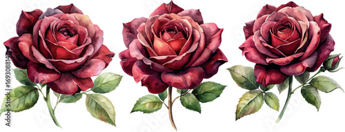 Set of Dark Red Roses Flowers Watercolor Botanical Vector Illustration