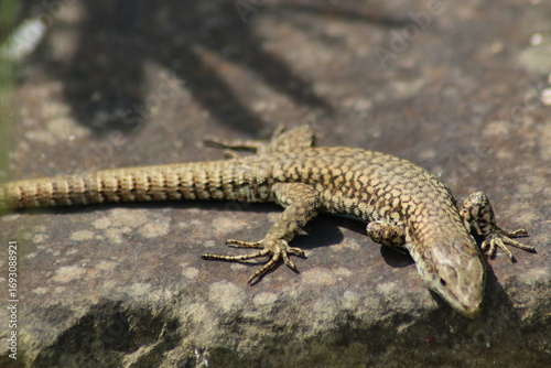 lizard on the rock
