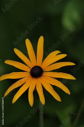 yellow flower on a green background