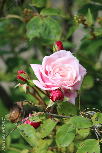 pink rose in garden
