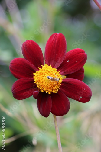 red dahlia flower