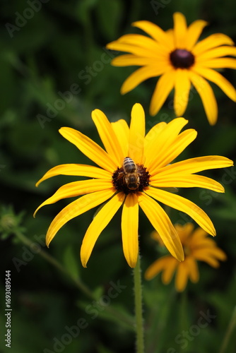 yellow flower in the garden