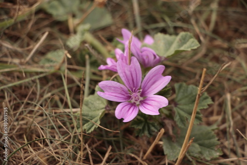 purple crocus flower