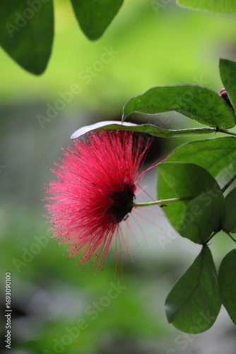 pink flower bud